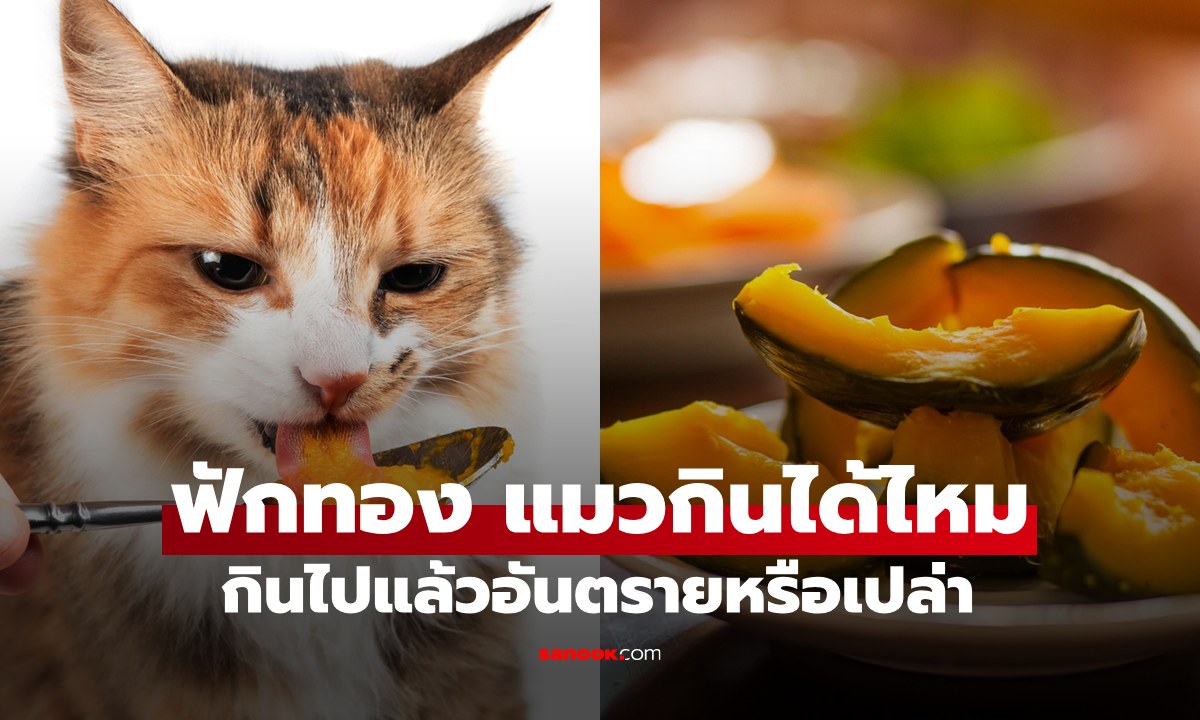 "แมว" กินฟักทองได้ไหม ทาสแมวควรรู้เลย อันตรายแค่ไหนหากกินไปแล้ว