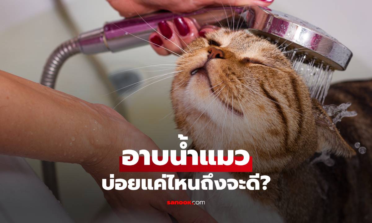 อาบน้ำแมว ต้องบ่อยแค่ไหน? ไขข้อสงสัยสุขอนามัยของเจ้าเหมียวที่ทาสควรรู้!