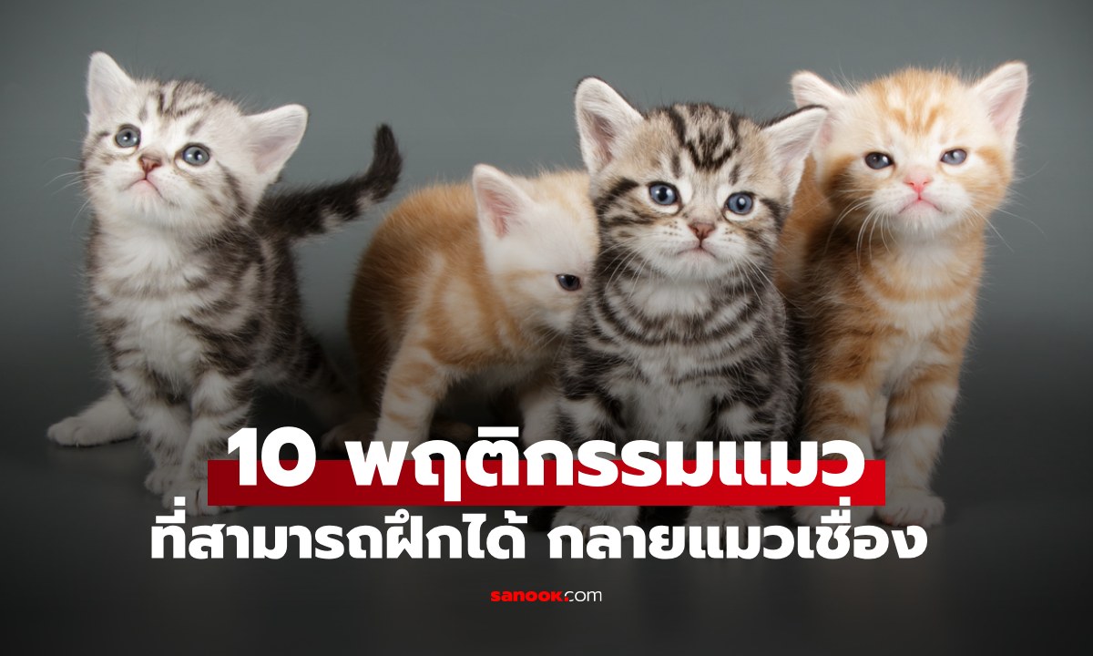 10 พฤติกรรมที่แมวสามารถฝึกได้ จากเมินเฉย-ดุ-ดื้อ กลายเป็นแมวน่ารัก
