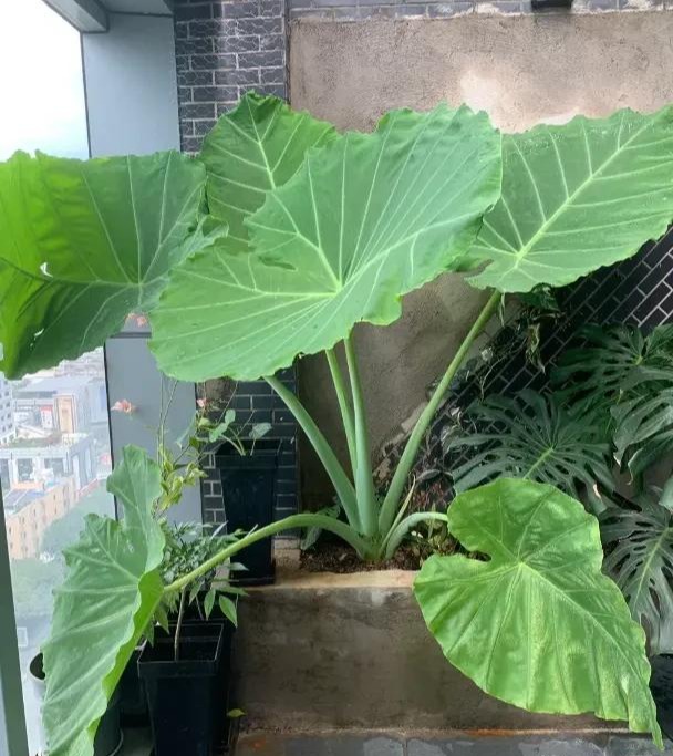 ต้นไม้อัปมงคล ไม่ควรปลูกในบ้าน