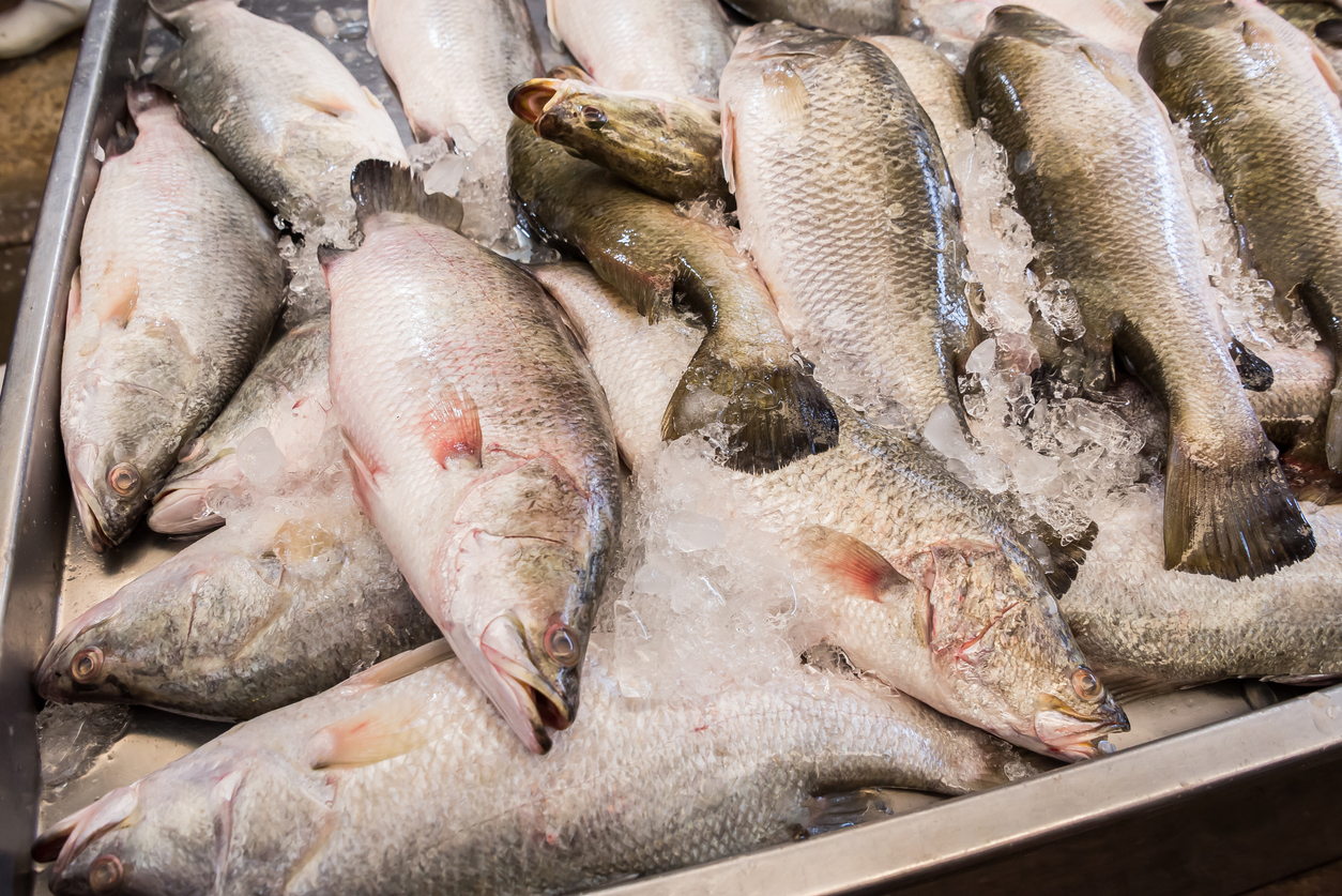 ปลาเก๋า ปลากระพง