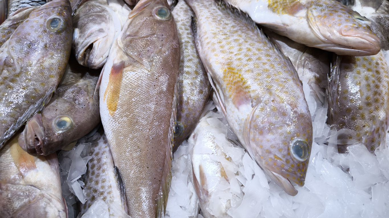 ปลาเก๋า ปลากระพง