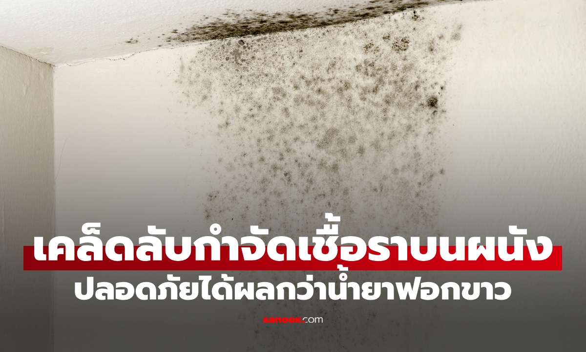 เคล็ดลับกำจัดเชื้อราบนผนัง ใช้แค่ 1 สิ่งในครัว ปลอดภัยได้ผลกว่าน้ำยาฟอกขาว