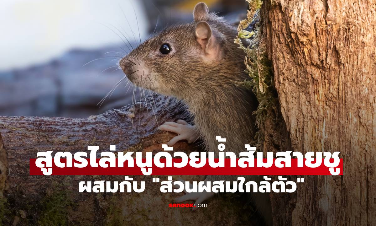 สูตรไล่หนูด้วยน้ำส้มสายชู ผสมกับ "ส่วนผสมใกล้ตัว" ที่หนูเกลียดจนไม่กล้าเข้าใกล้