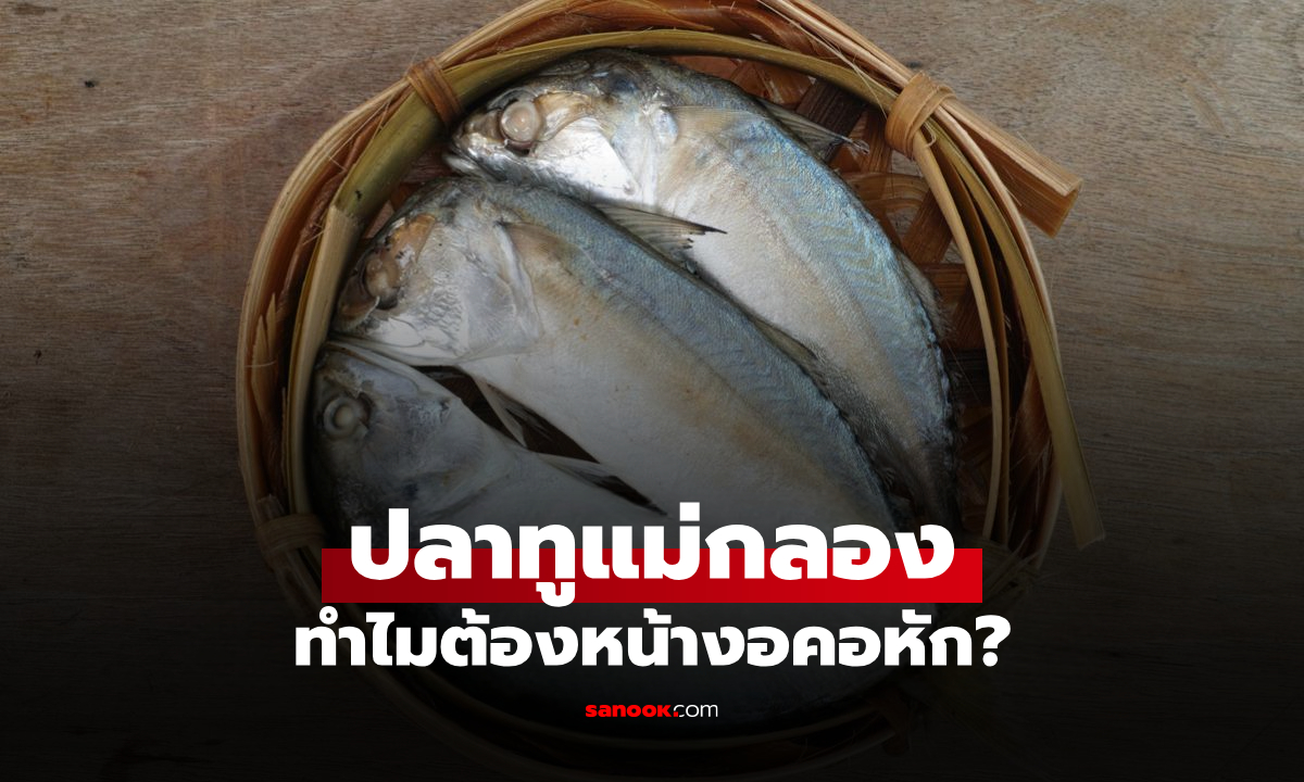 เลือก "ปลาทู" ยังไงให้ได้ของแท้? จุดสังเกตปลาทูแม่กลอง หน้างอคอหักของจริง