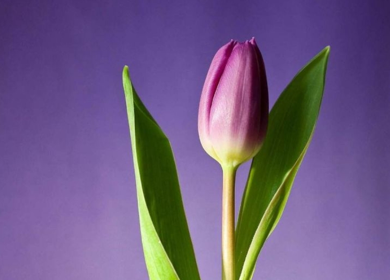 ดอกไม้วาเลนไทน์