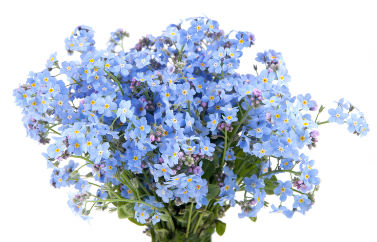 ดอกไม้วาเลนไทน์