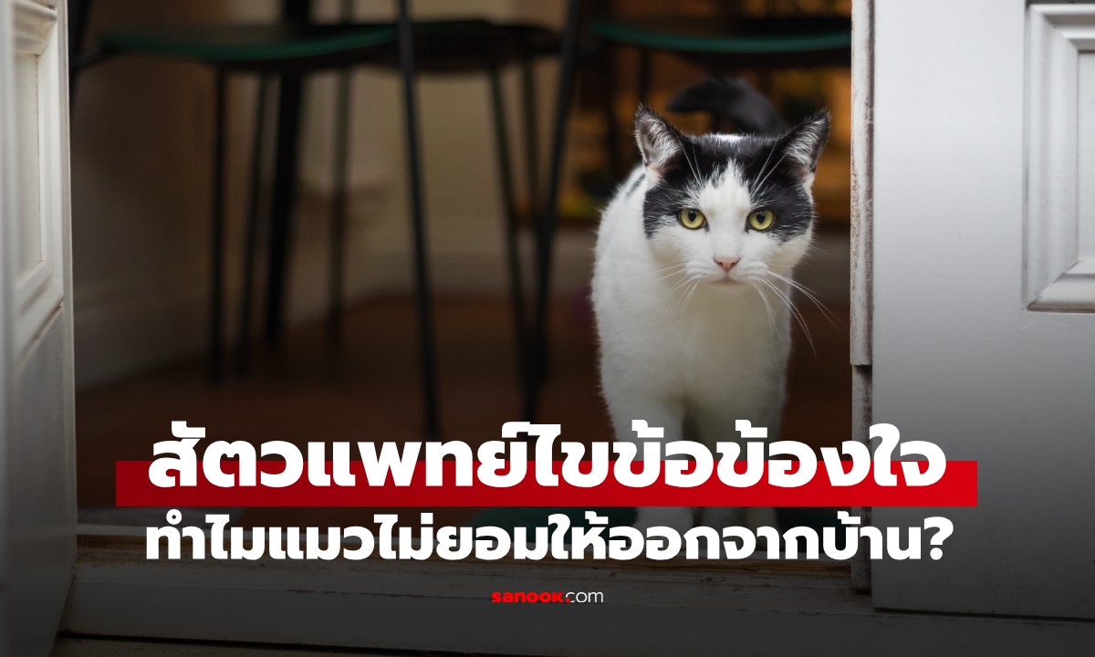 ทำไม "แมวไม่ยอมให้ออกจากบ้าน" ไม่ได้แค่อ้อนเจ้าทาส แต่มีเหตุผลซ่อนอยู่