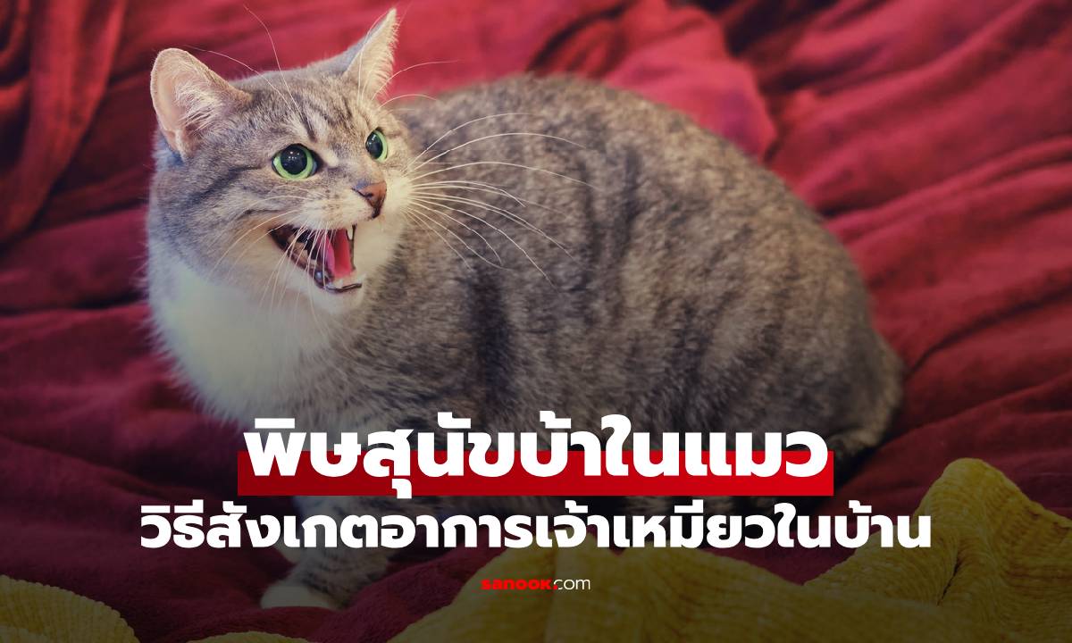 พิษสุนัขบ้าในแมว อาการเป็นยังไง? วิธีสังเกตเจ้าเหมียวในบ้าน อันตรายถึงชีวิต!