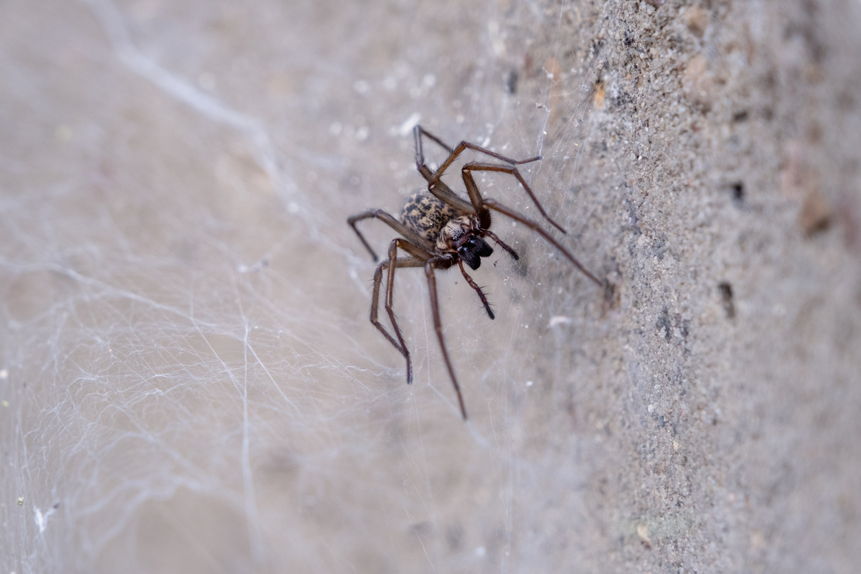 วิธีไล่แมงมุม