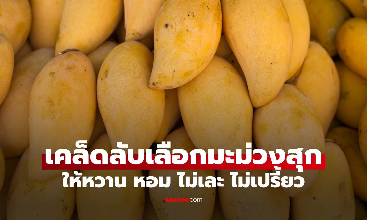 เลือกมะม่วงสุกยังไงให้หวาน หอม ไม่เละ ไม่เปรี้ยว