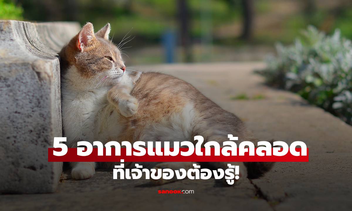 นับถอยหลัง! 5 อาการแมวใกล้คลอดที่เจ้าของต้องรู้