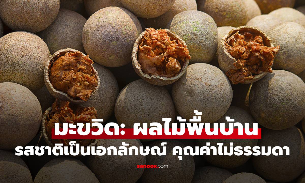 ภาพมะขวิด: ผลไม้พื้นบ้าน รสชาติเป็นเอกลักษณ์ คุณค่าไม่ธรรมดา