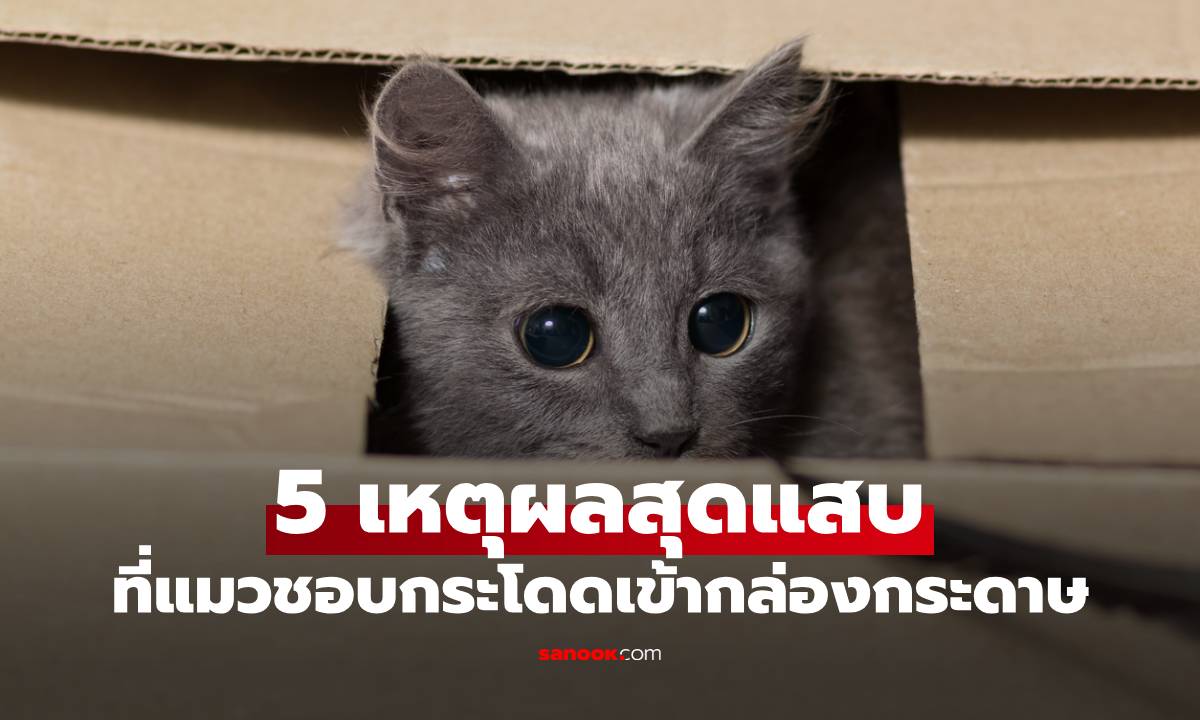 เปิด 5 เหตุผลสุดแสบ ที่เจ้าเหมียวชอบ "กล่องกระดาษ" มากกว่าของเล่นที่ทาสซื้อมา!