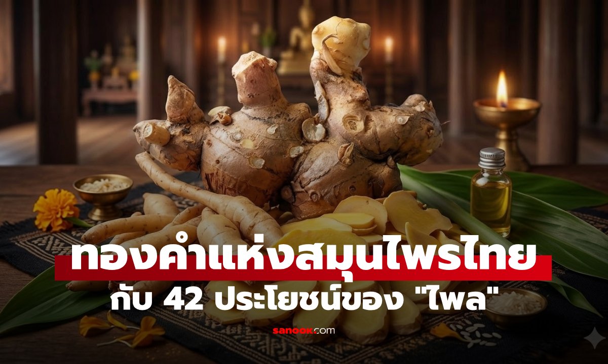 รู้จัก "ไพล" หรือยัง? สมุนไพรสีเหลืองที่ซ่อนสรรพคุณครอบจักรวาล