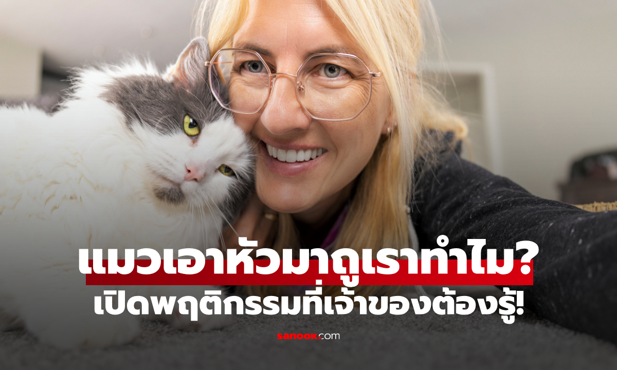 ทำไม "แมวเอาหัวมาถูเรา" เปิดความลับพฤติกรรมแมว ที่เจ้าของหลายคนไม่เคยรู้