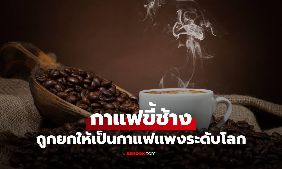 ของดีจากไทย! กาแฟขี้ช้าง ถูกยกให้เป็นกาแฟแพงระดับโลก เห็นราคาแล้วต้องร้องว้าว