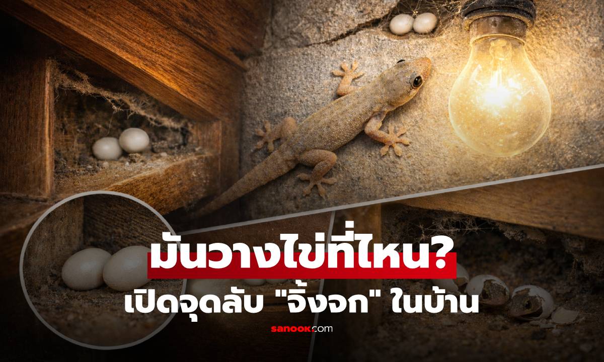 ไขคำตอบ! “จิ้งจกในบ้านวางไข่ที่ไหน” เปิดจุดลับที่หลายคนคาดไม่ถึง