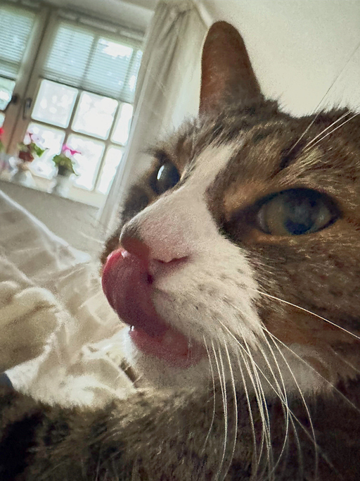 ทำไมแมวชอบเลียเจ้าของ