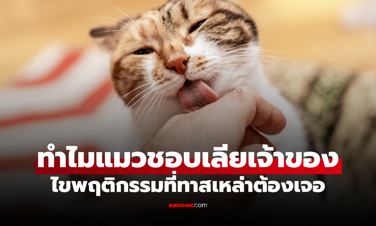 ทำไม "แมวชอบเลียเจ้าของ" เปิดพฤติกรรม ที่หลายคนต้องเคยเจอ มันทำทำไมกันนะ!?