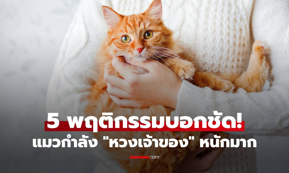 5 อาการแมวหวงเจ้าของ! บอกชัดแมวของคุณกำลัง "หวง" หนักมาก