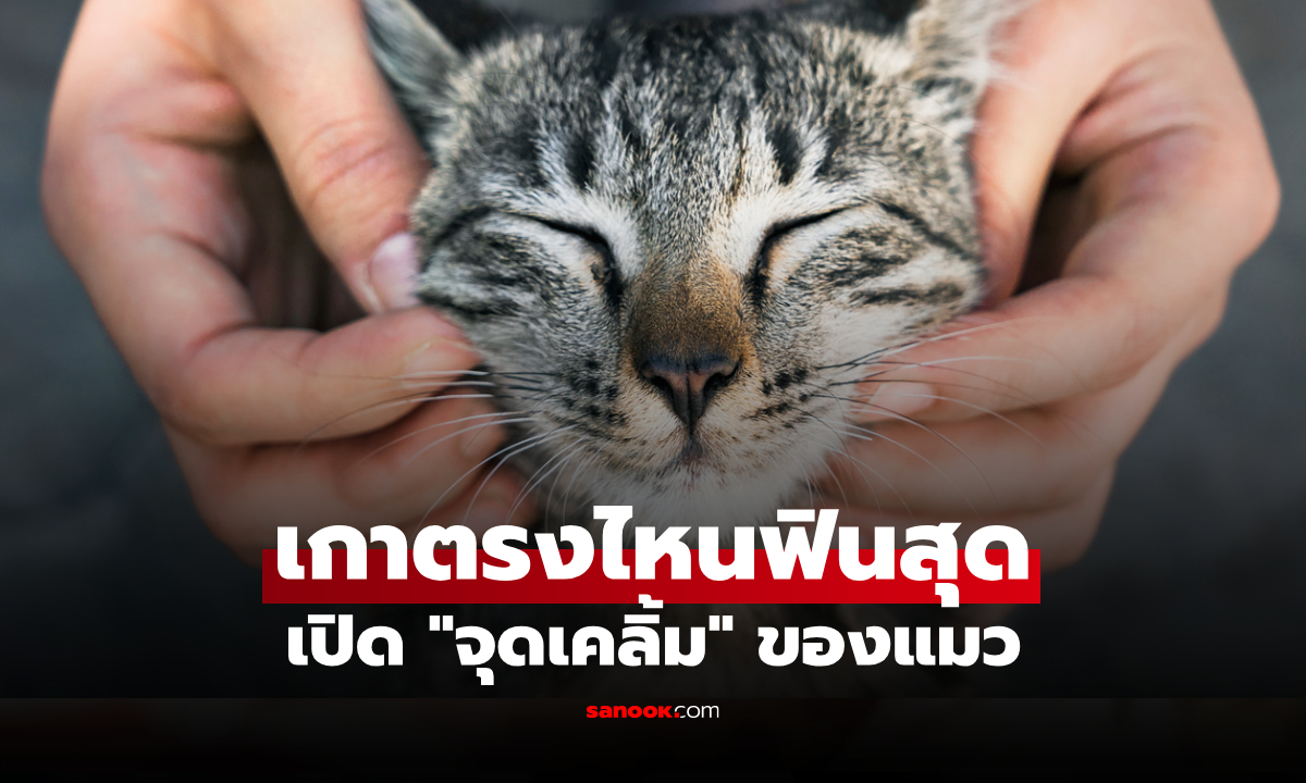 เกาตรงไหนแมวชอบที่สุด? เปิด "จุดเคลิ้ม" ของเจ้าเหมียว ไม่ได้มีแค่ที่คาง