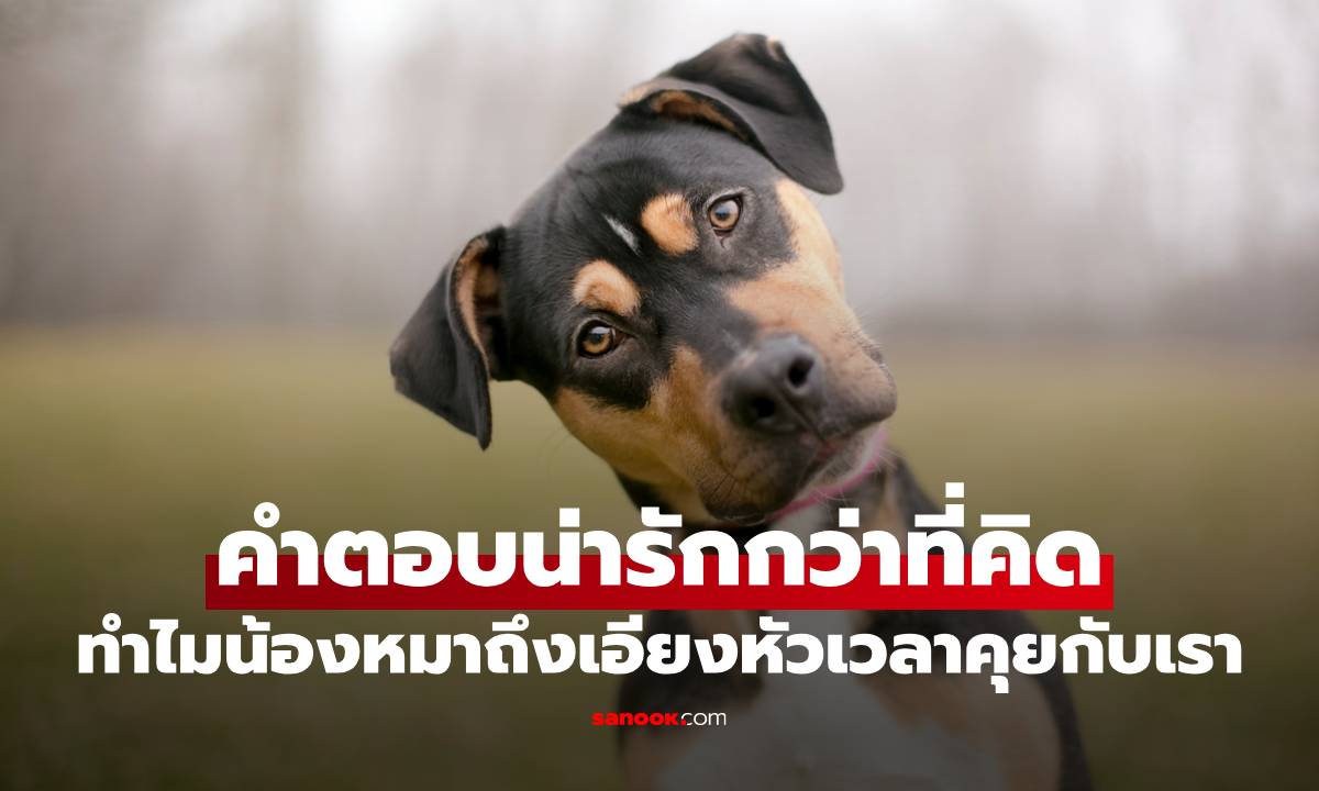 เคยสงสัยไหม? ทำไมน้องหมาถึงเอียงหัวเวลาคุยกับเรา คำตอบน่ารักกว่าที่คิด