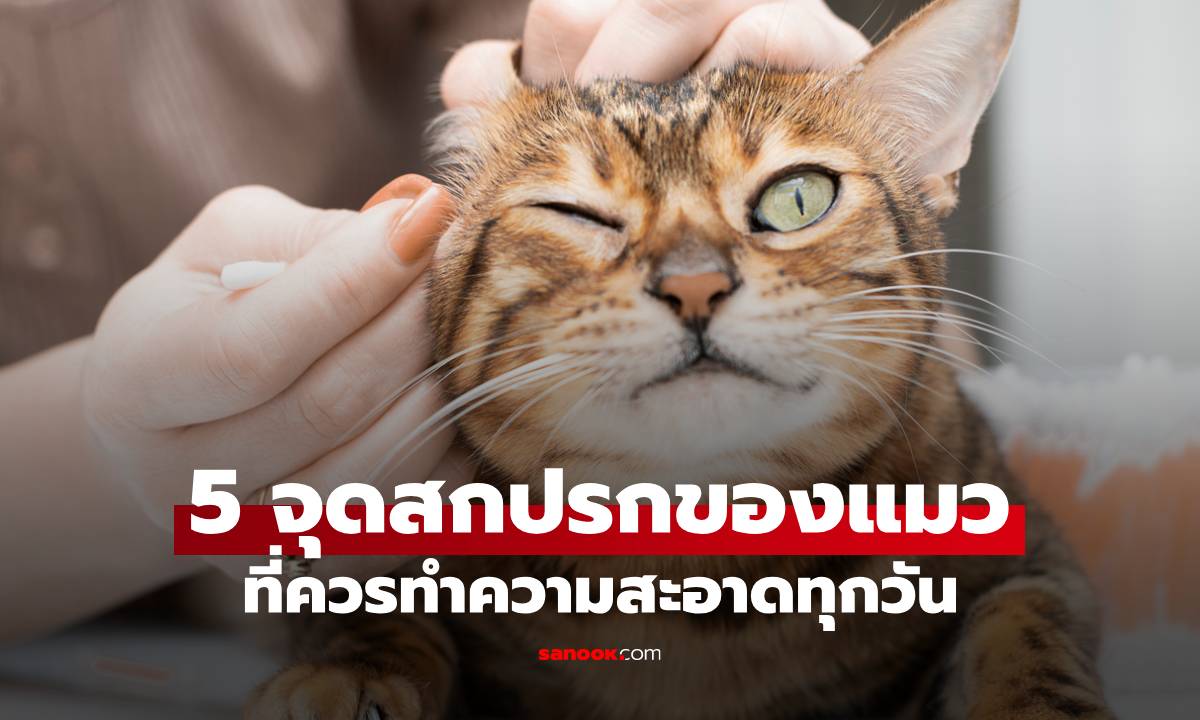 5 จุดสกปรกของแมวที่ควรทำความสะอาดทุกวัน ให้เจ้าเหมียวฟินและสุขภาพดี