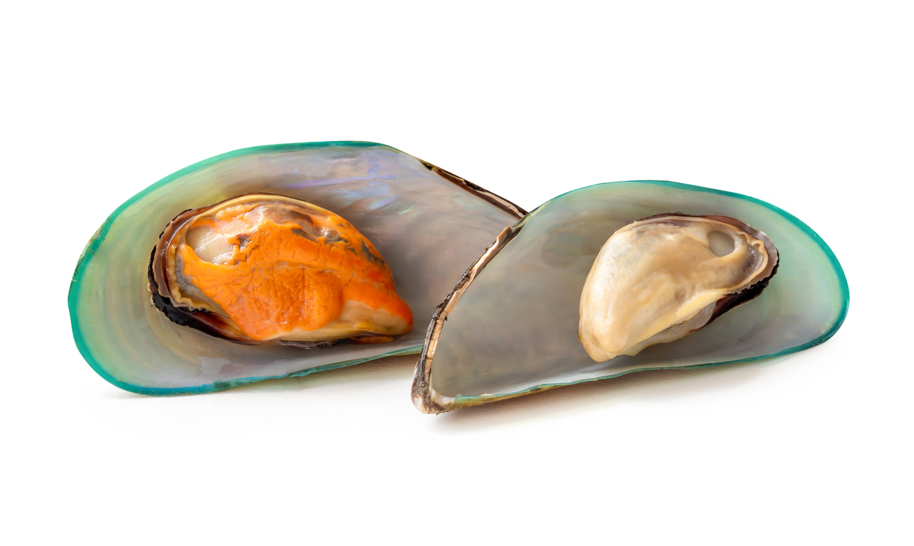 หอยแมลงภู่สีขาว สีส้ม