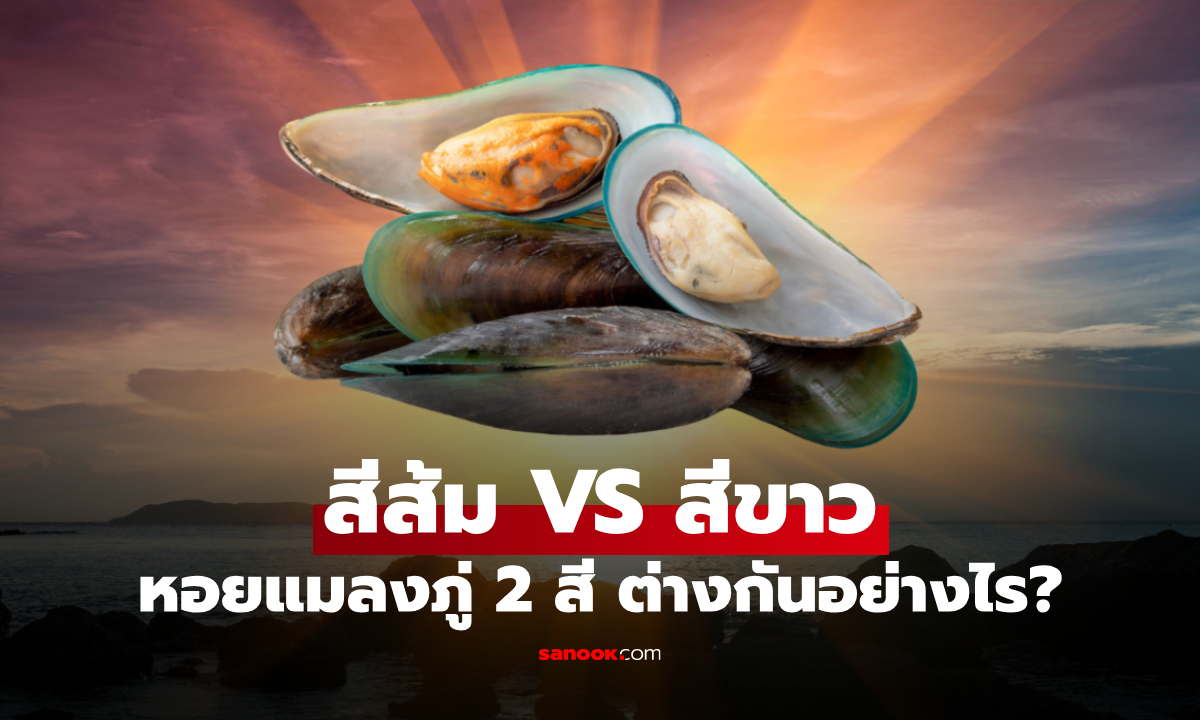 หอยแมลงภู่สีส้มกับสีขาว ต่างกันอย่างไร มีผลต่อความสดและรสชาติไหม?
