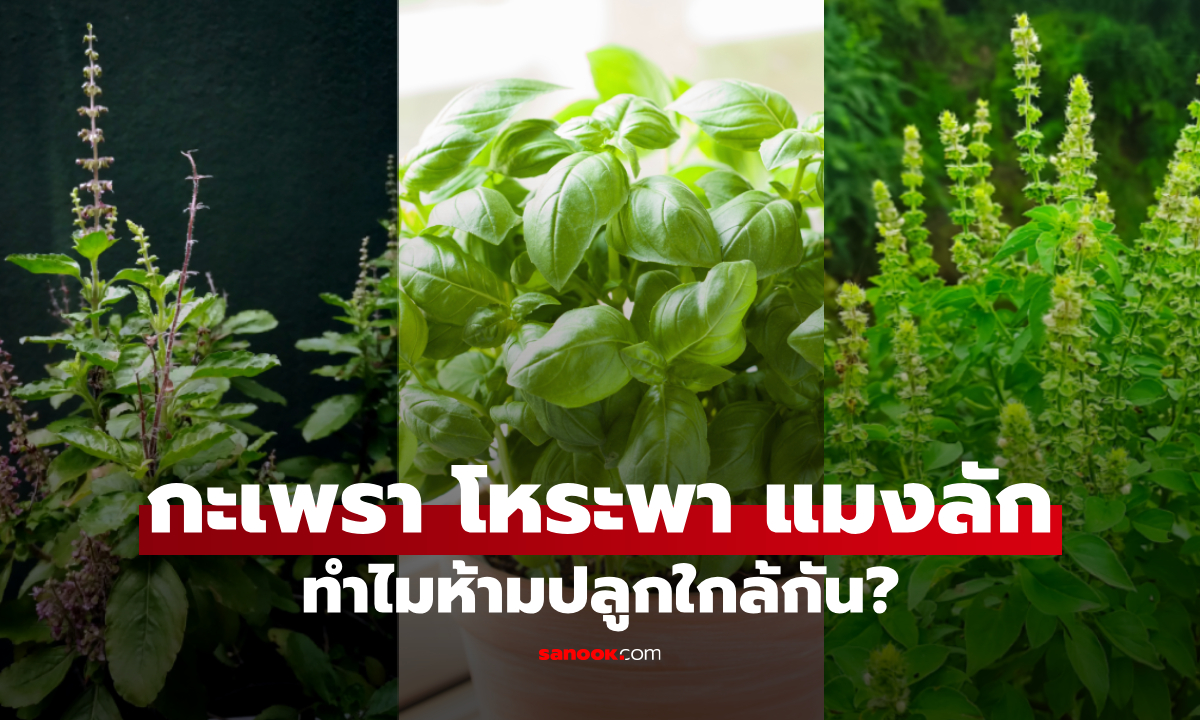 พึ่งรู้! "กะเพรา โหระพา แมงลัก" ห้ามปลูกใกล้กัน ส่องที่มา เข้าใจเลยทำไม