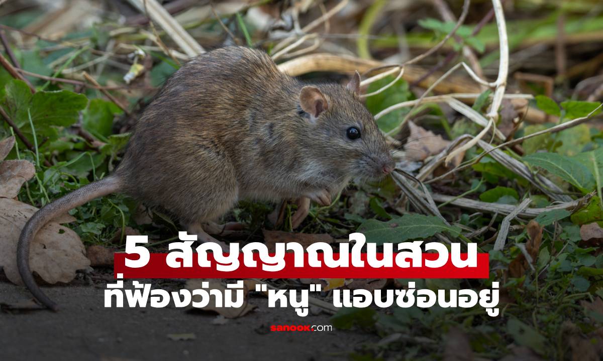 5 สัญญาณในสวนที่ฟ้องว่ามี "หนู" แอบซ่อนอยู่ เจอแบบนี้ต้องรีบแก้ ก่อนสวนหลังบ้านพัง!