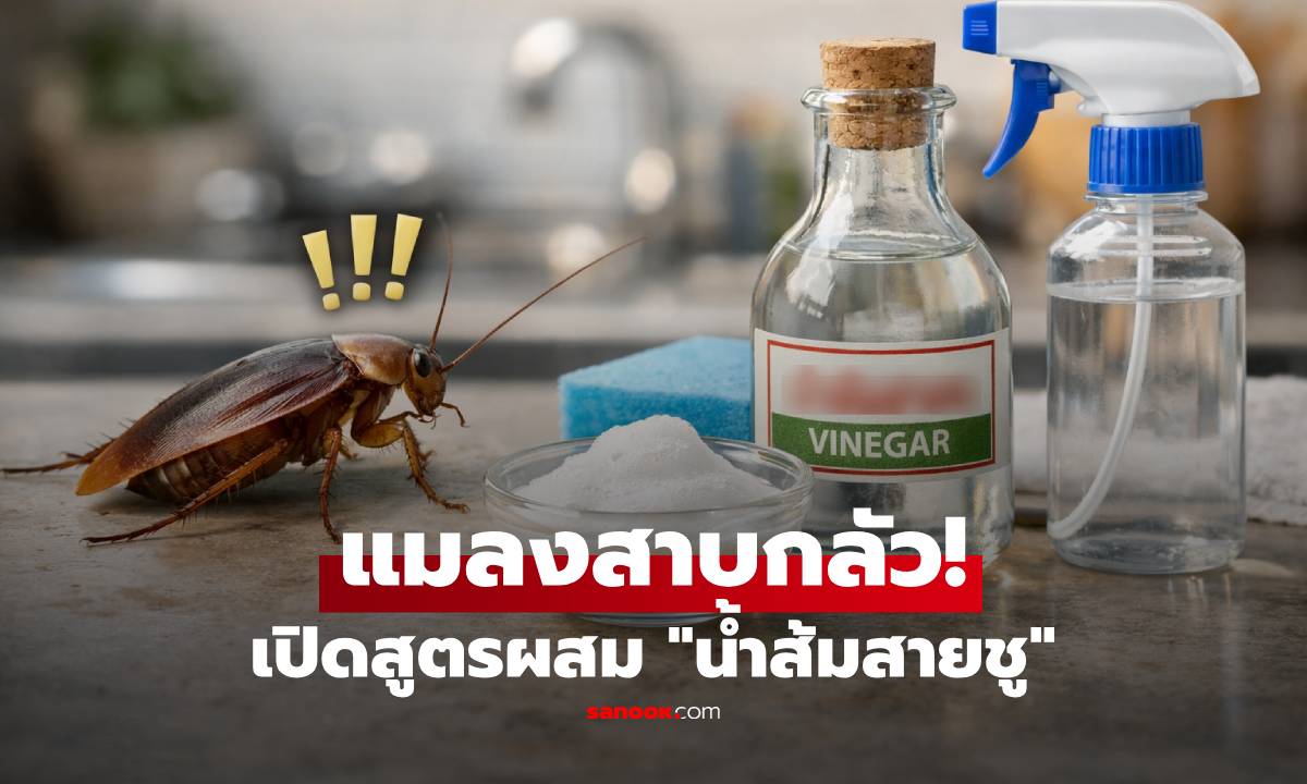 ของดีก้นครัว! “น้ำส้มสายชู” ผสมสิ่งนี้ ช่วยไล่แมลงสาบ ลดกวนใจแบบไม่พึ่งสารเคมี