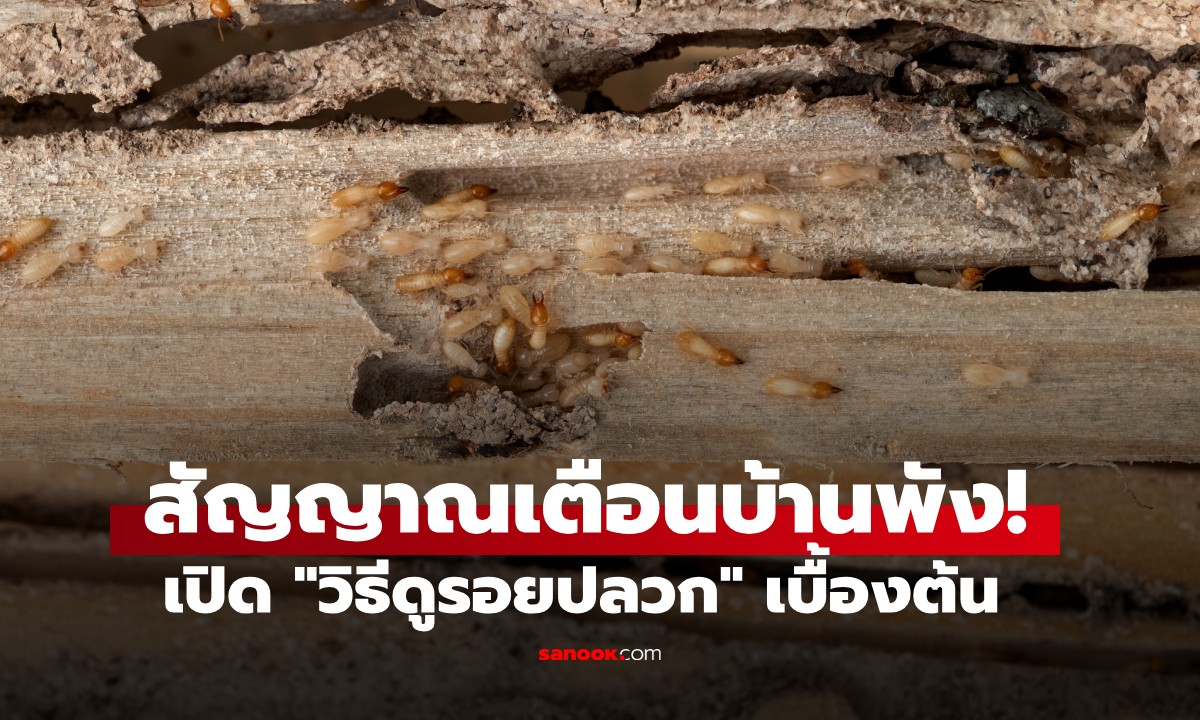 สัญญาณเตือนบ้านพัง! วิธีดูรอยปลวกเบื้องต้น ก่อนเฟอร์นิเจอร์ไม้จะกลายเป็นผุยผง