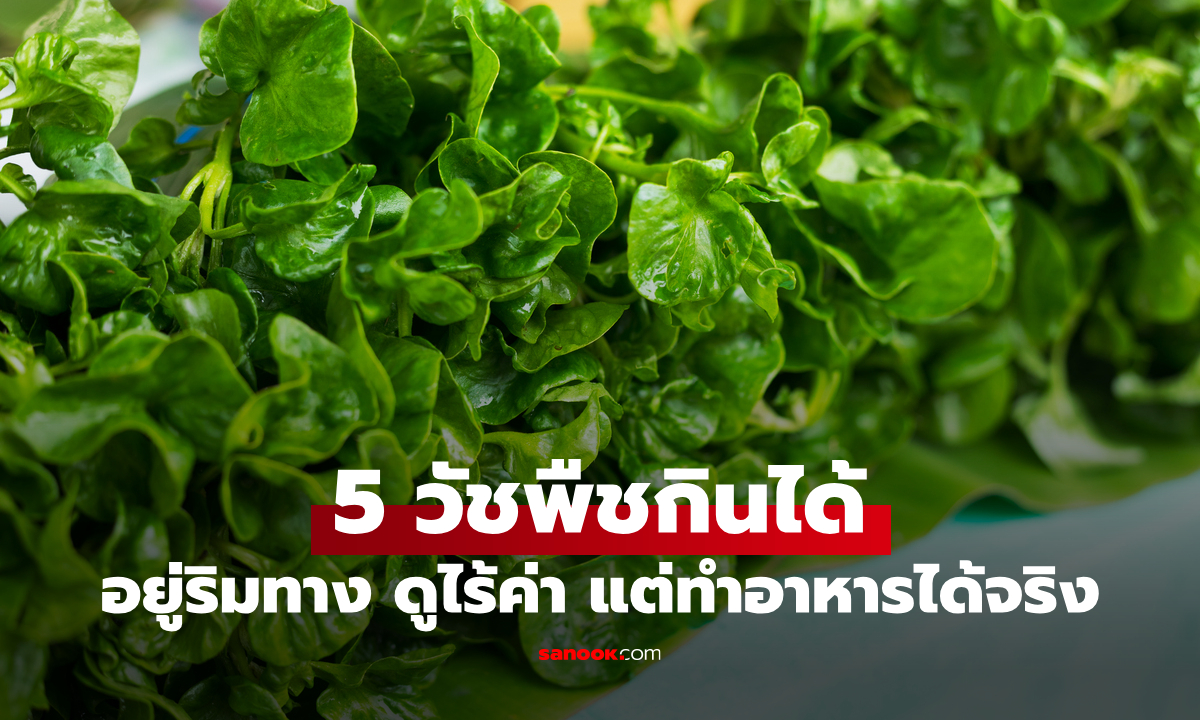 รู้แล้วจะอึ้ง! 5 วัชพืชกินได้ อยู่ริมทาง ดูไร้ค่า แต่เอามาทำอาหารได้จริง