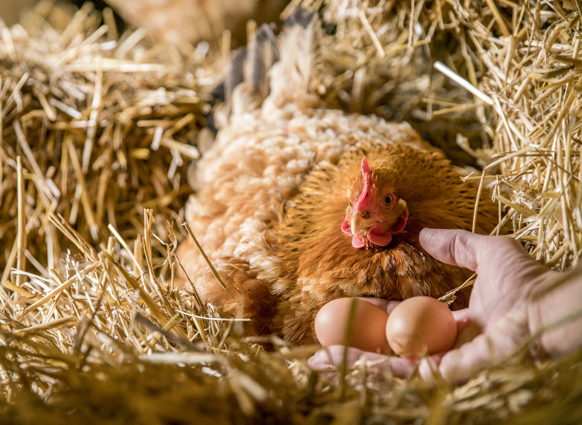 ล้างไข่ไก่ก่อนแช่ตู้เย็น