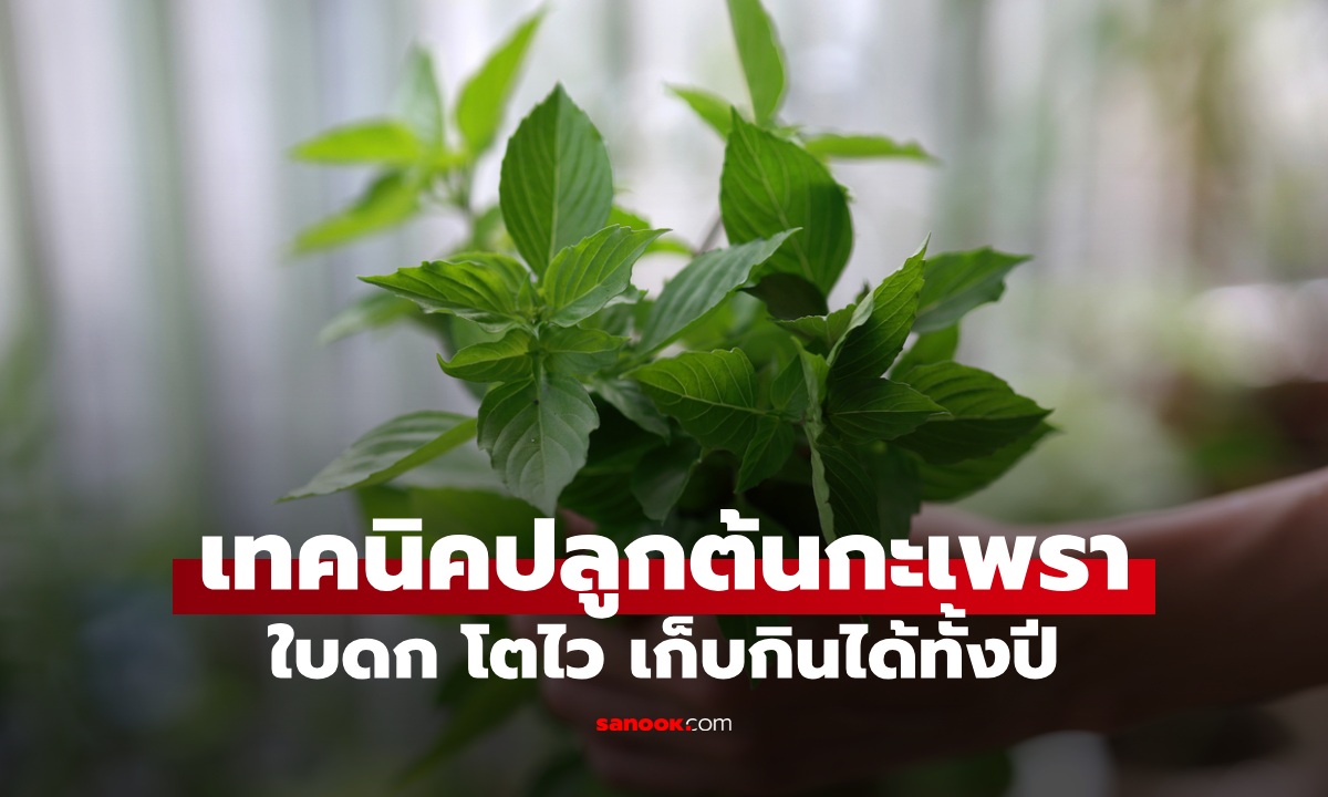 วิธีปลูกกะเพราให้ใบดก งอกงามโตไว เก็บกินได้ทั้งปี เทคนิคง่ายๆ แม้พื้นที่จำกัด