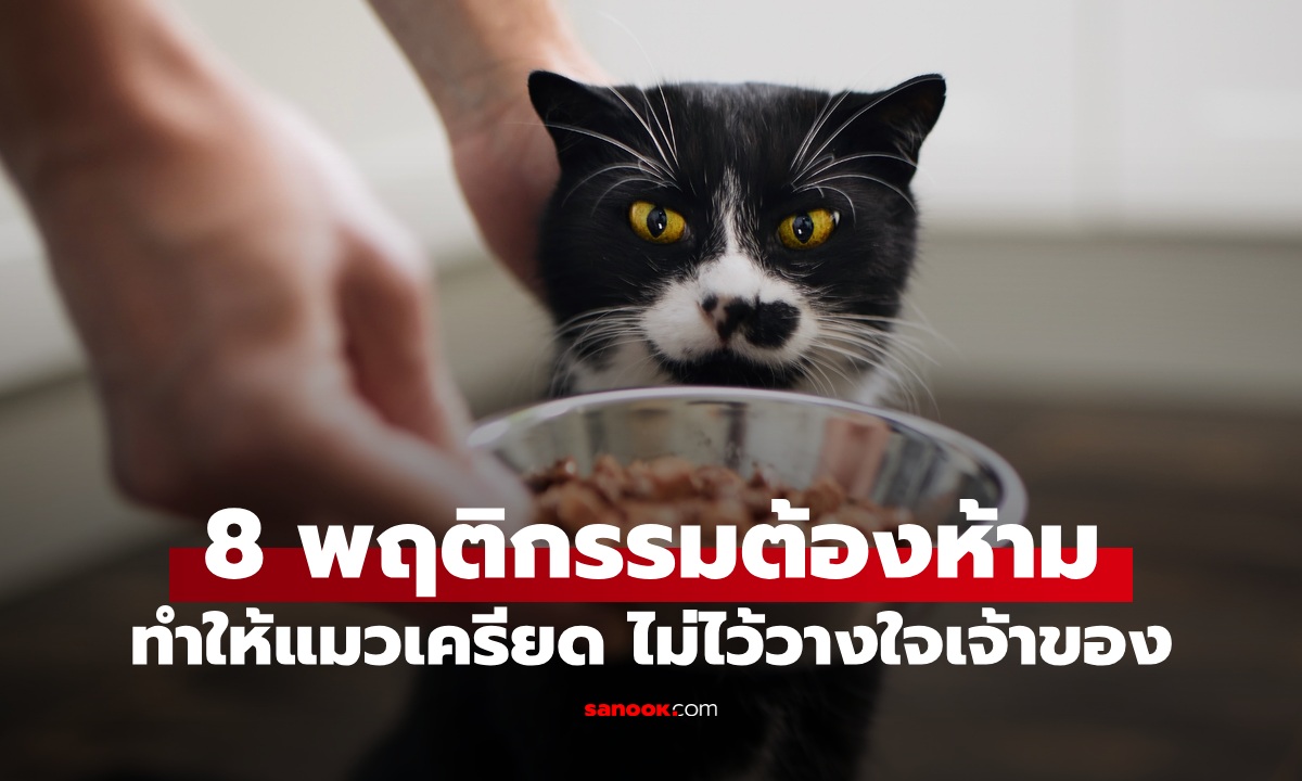 ทาสแมวจำไว้ 8 พฤติกรรมต้องห้าม ทำให้แมวเครียด ไม่ไว้วางใจเจ้าของ