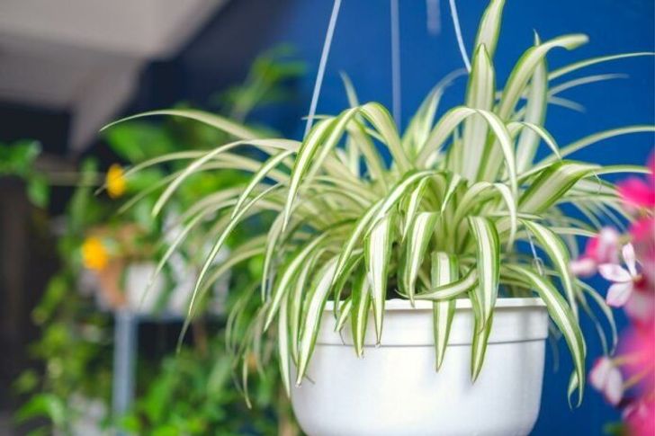 ต้นเศรษฐีเรือนใน