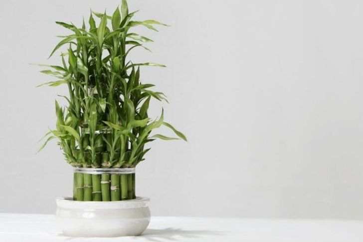 ต้นไผ่กวนอิม