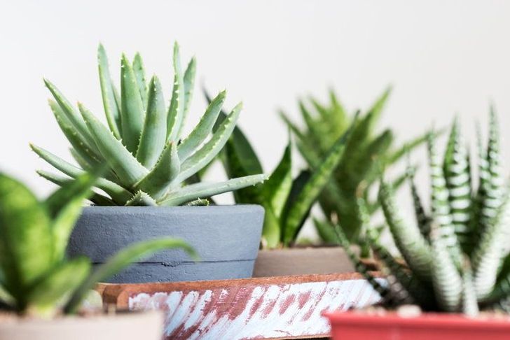 ต้นว่านหางจระเข้