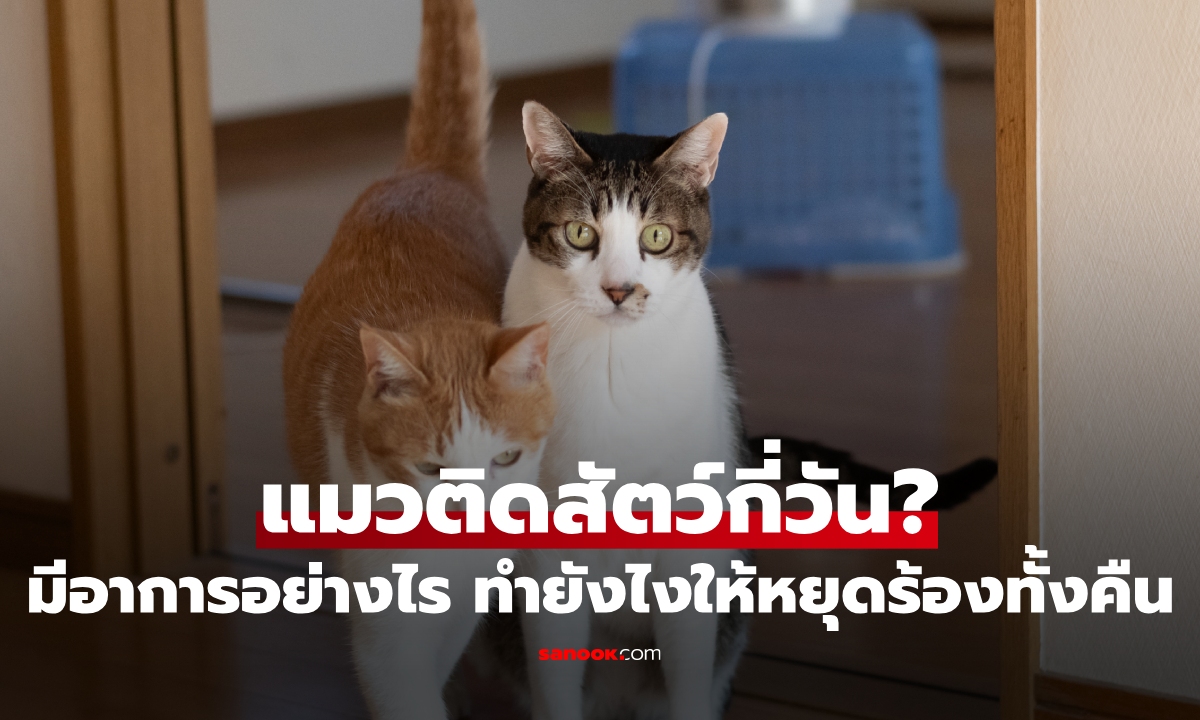 แมวติดสัตว์กี่วัน? เช็กอาการ พร้อม 5 วิธีทำให้แมวหยุดร้องกวนใจทั้งคืน