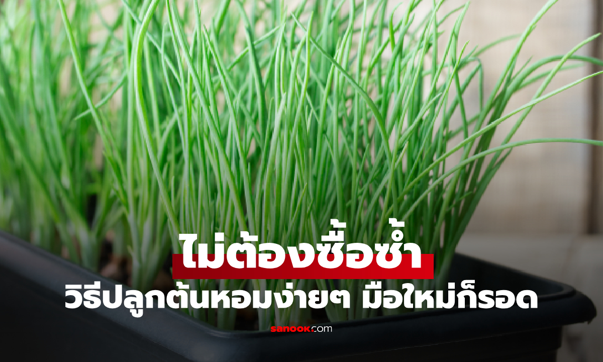 วิธีปลูกต้นหอมในกระถาง งอกไว ไม่ต้องซื้อซ้ำ ทำง่ายที่บ้าน