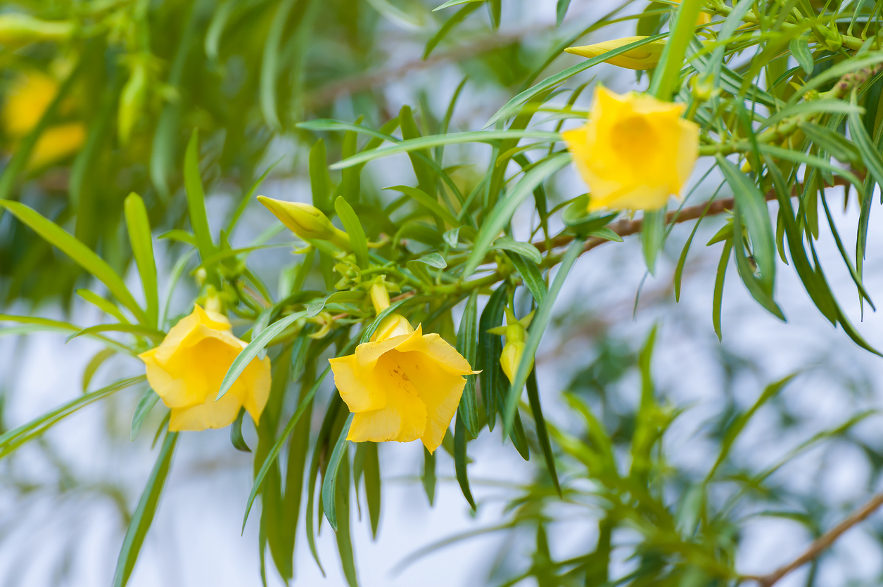 ดอกรำเพย