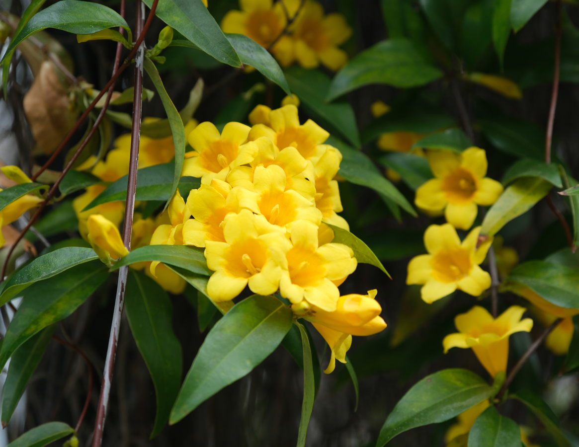 ดอกบานบุรี