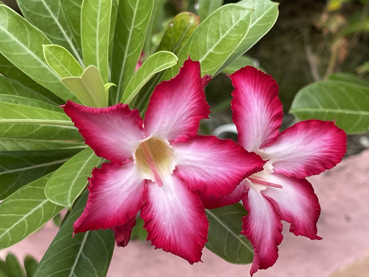 ดอกชวนชม