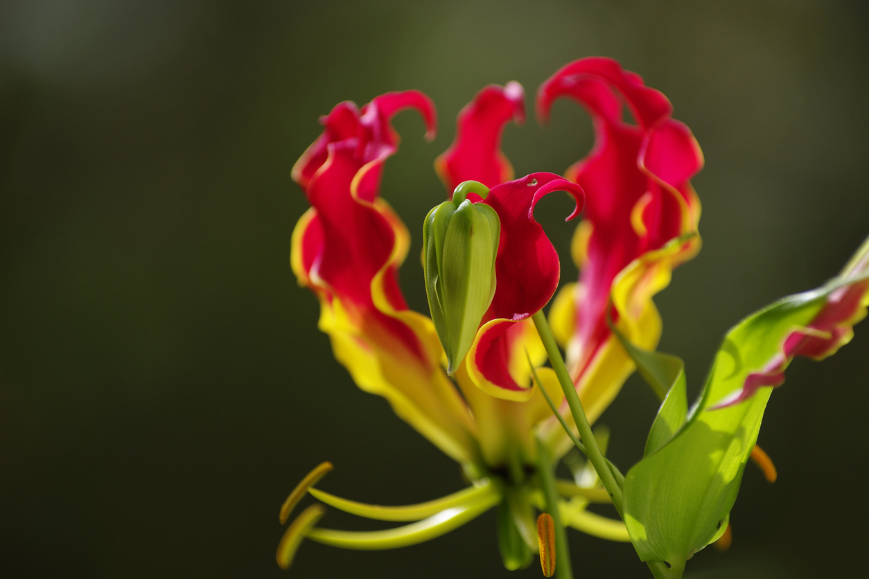 ดอกดองดึง