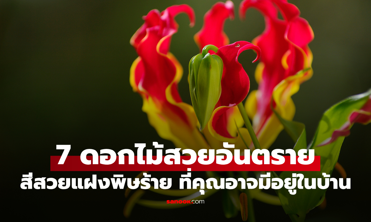 สวยอันตราย! 7 ดอกไม้ไทยมีพิษ สีสวยแต่แฝงพิษร้าย ที่คุณอาจมีอยู่ในบ้านแล้ว