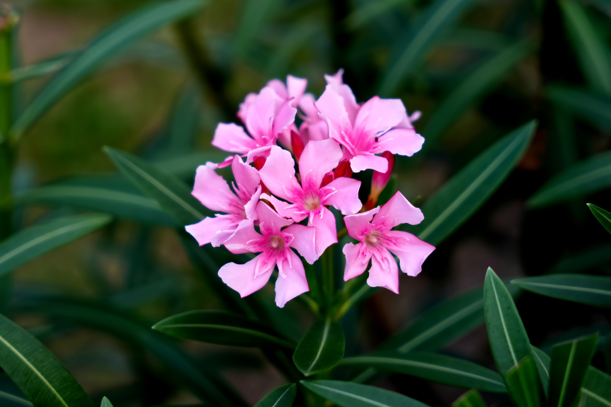 ดอก ยี่โถ