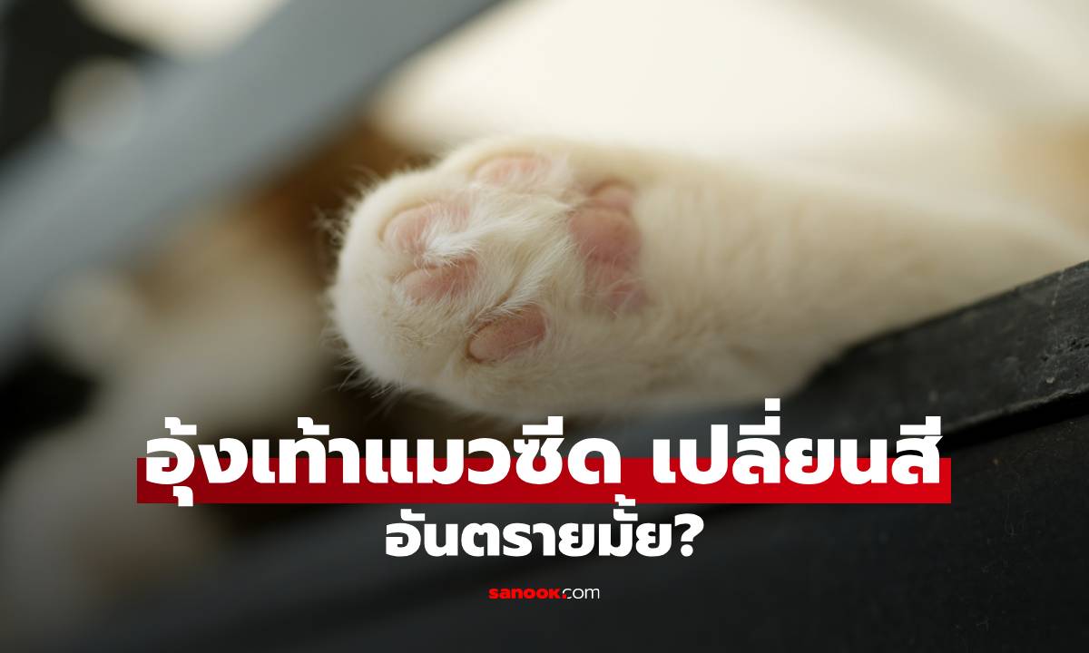 อุ้งเท้าแมวซีด อันตรายมั้ย? สัญญาณเงียบที่ไม่ใช่เรื่องเล่นๆ ทาสไม่ควรมองข้าม!